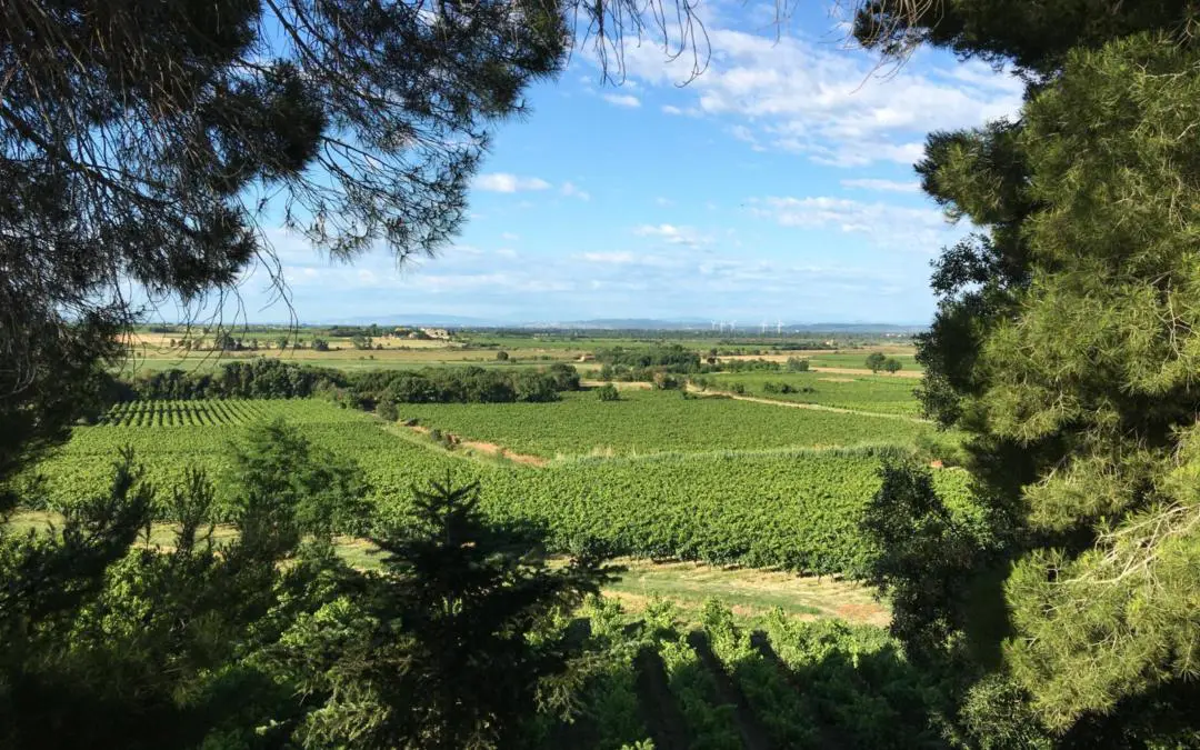 Lazy Living In the Vineyards of France