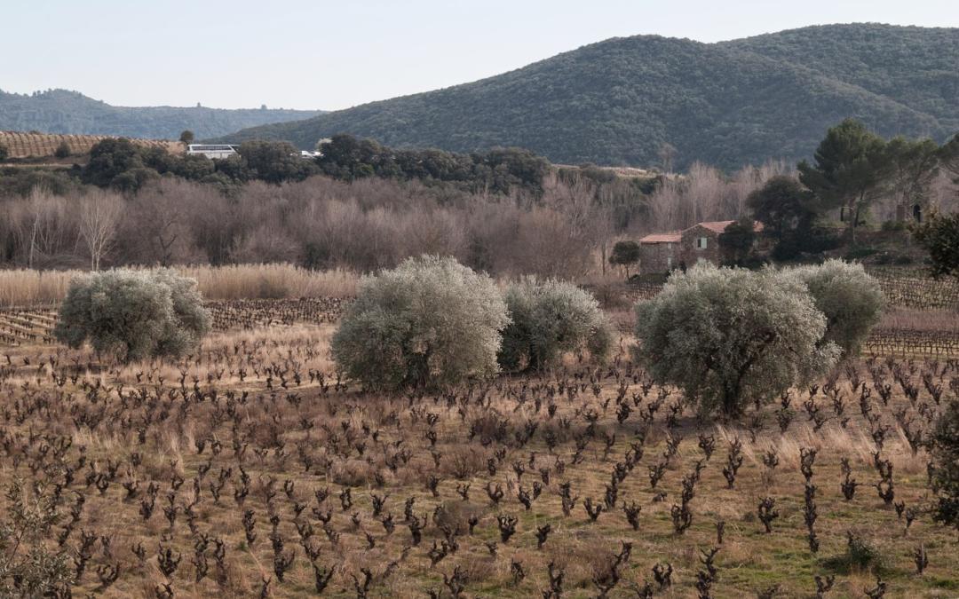 Thanksgiving Day in France - Renestance