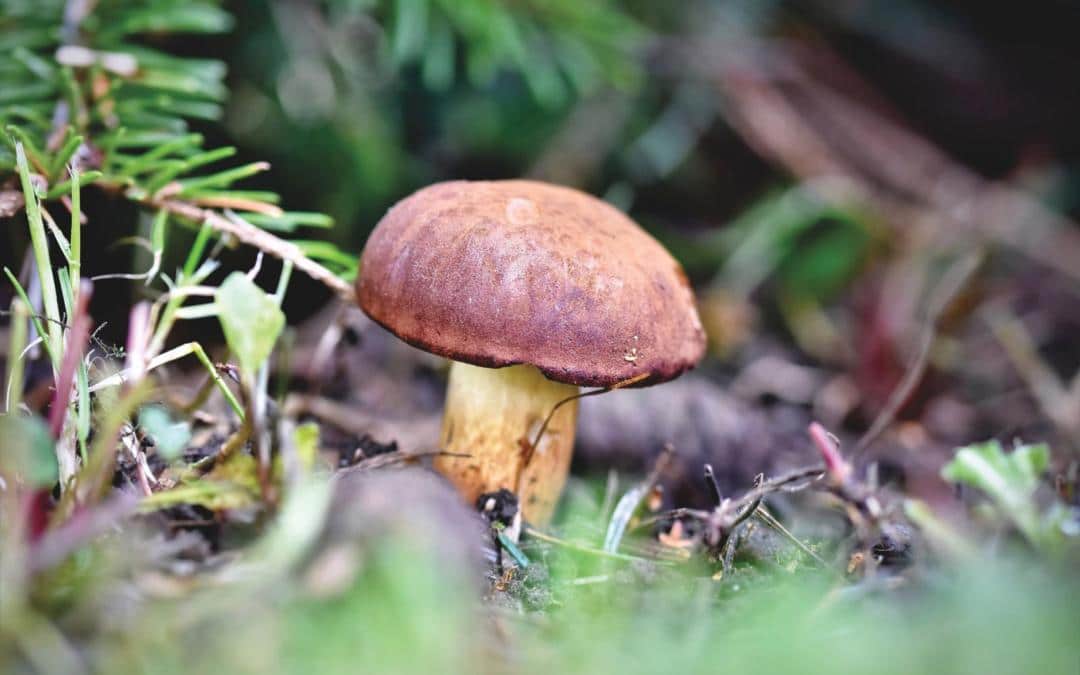 Foraging, Fungi and Pharmacies