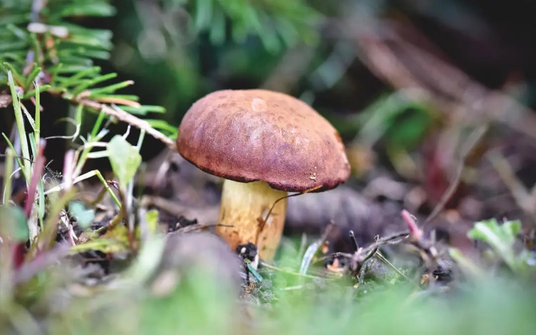 Foraging, Fungi and Pharmacies