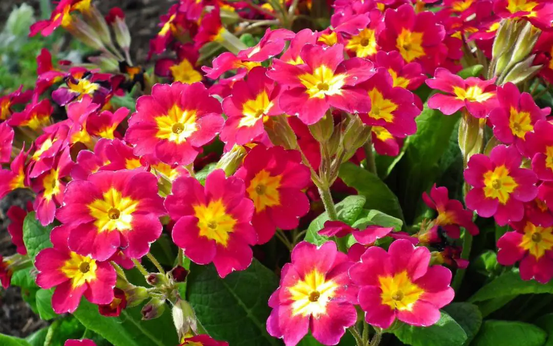 Plants that give a splash of winter color to a garden in France