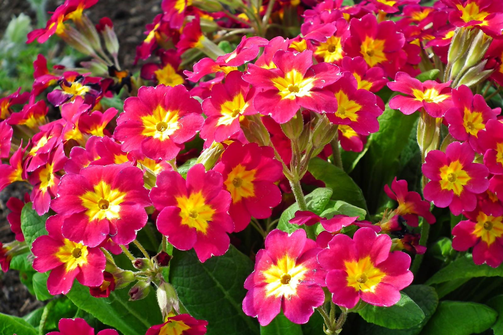 Plants that give a splash of winter color to a garden in France