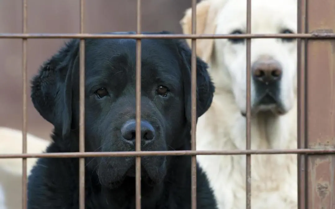 Animal Rescue in Languedoc