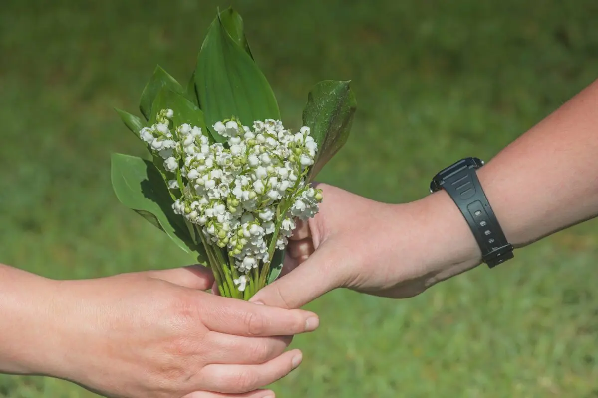 Muguet : plantation, culture, division