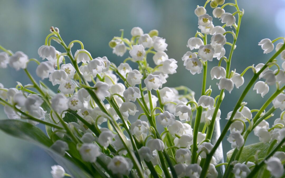 Muguet De Mai A French Tradition Renestance
