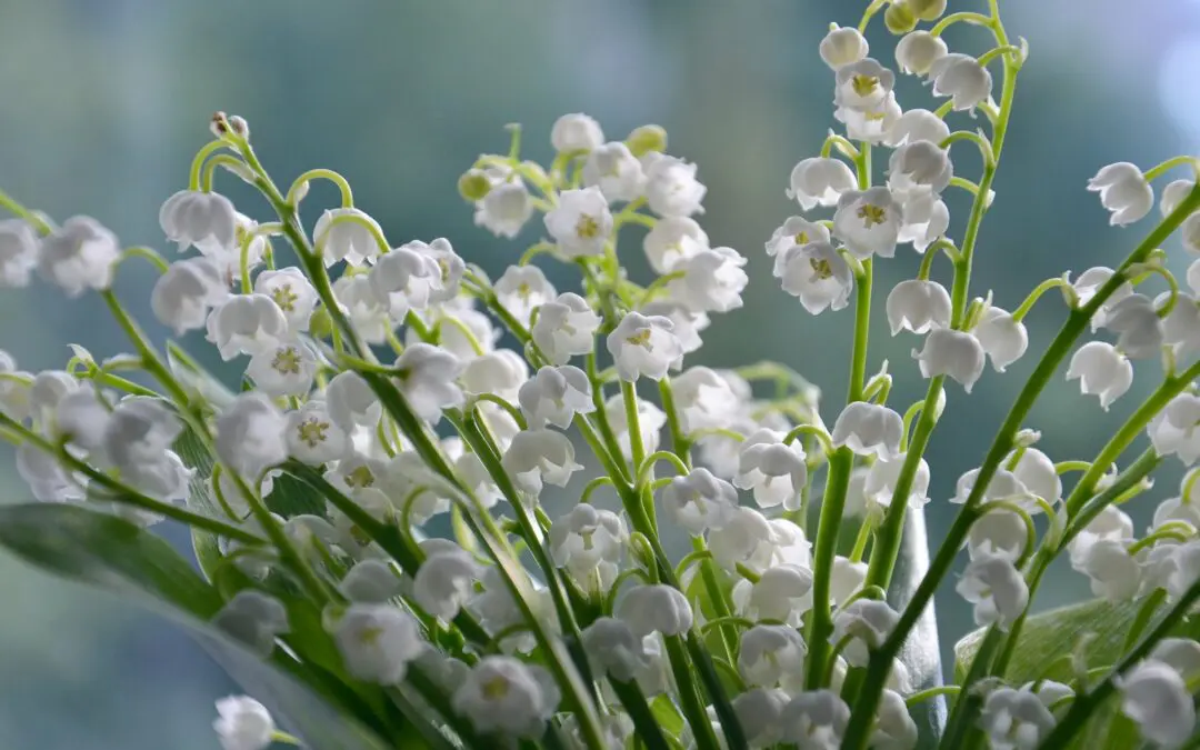 Muguet de Mai – A French Tradition