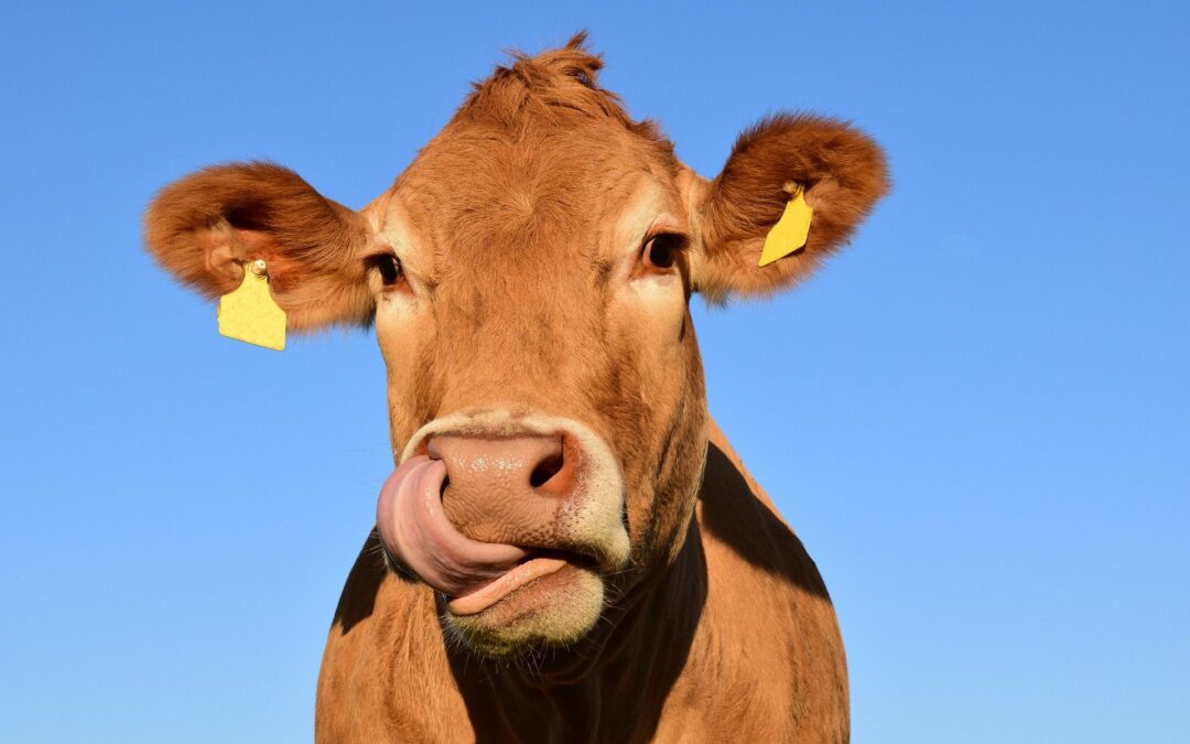 Oh la Vache! and Other French Animal Phrases