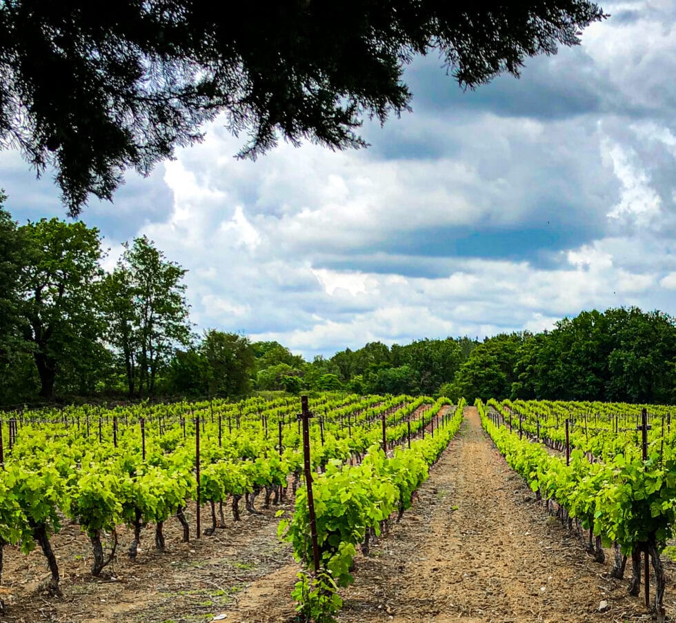 Wine Tasting in France Renestance