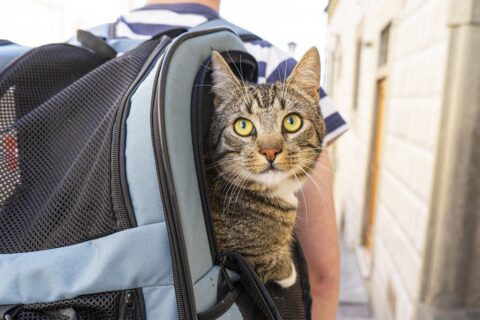 cat backpack 