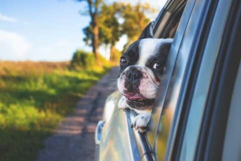 dog pixabay car