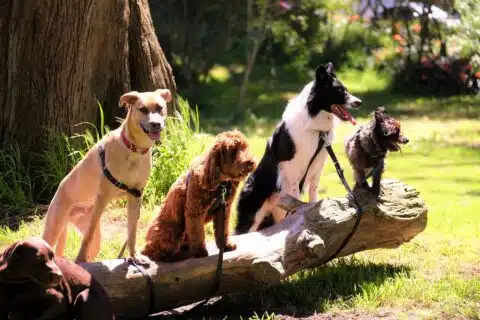 A group of four dogs sitting on a log outdoor.