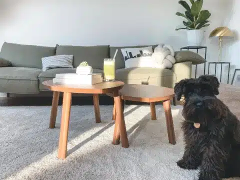 A black dog sitting in the living room.