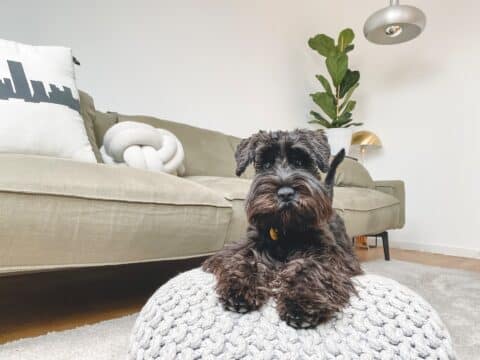 Medium dog in a living room next to a sofa