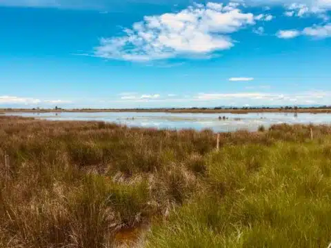 Camargue Landscape